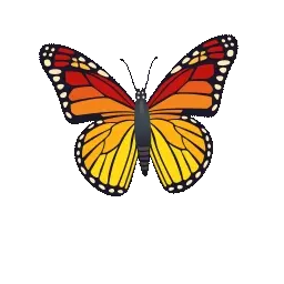 butterfly